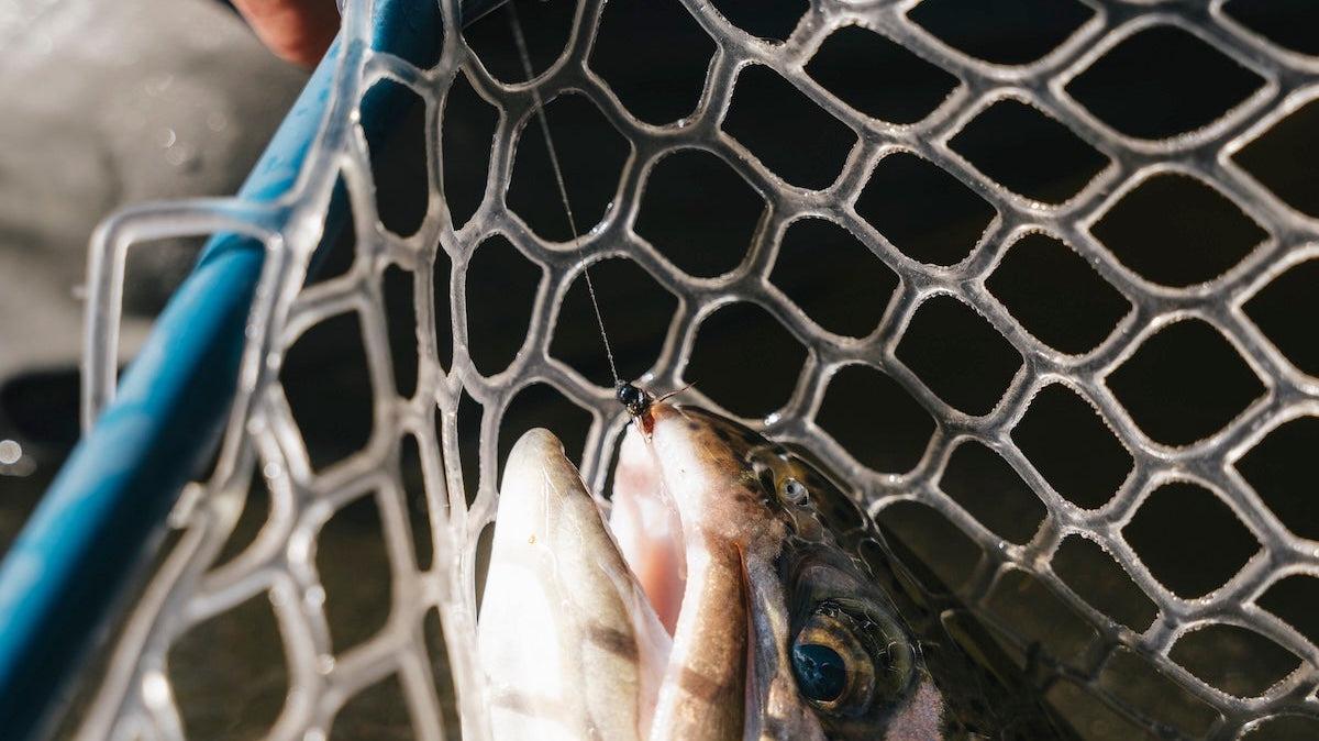 Why a Proper Hook Removal Tool Protects Fish Health