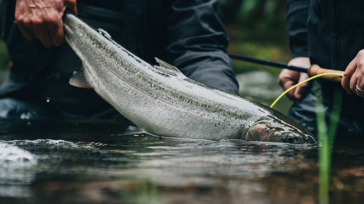 Catch & Care