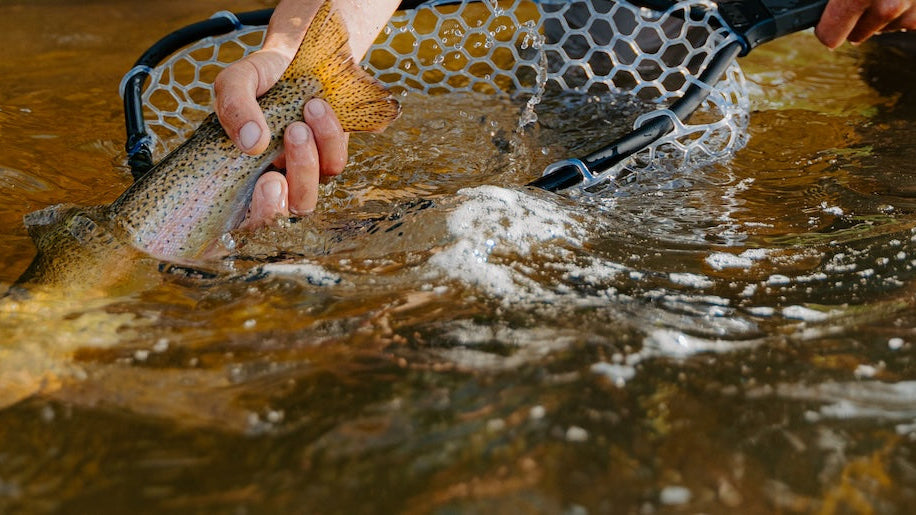 Keep Fish Wet