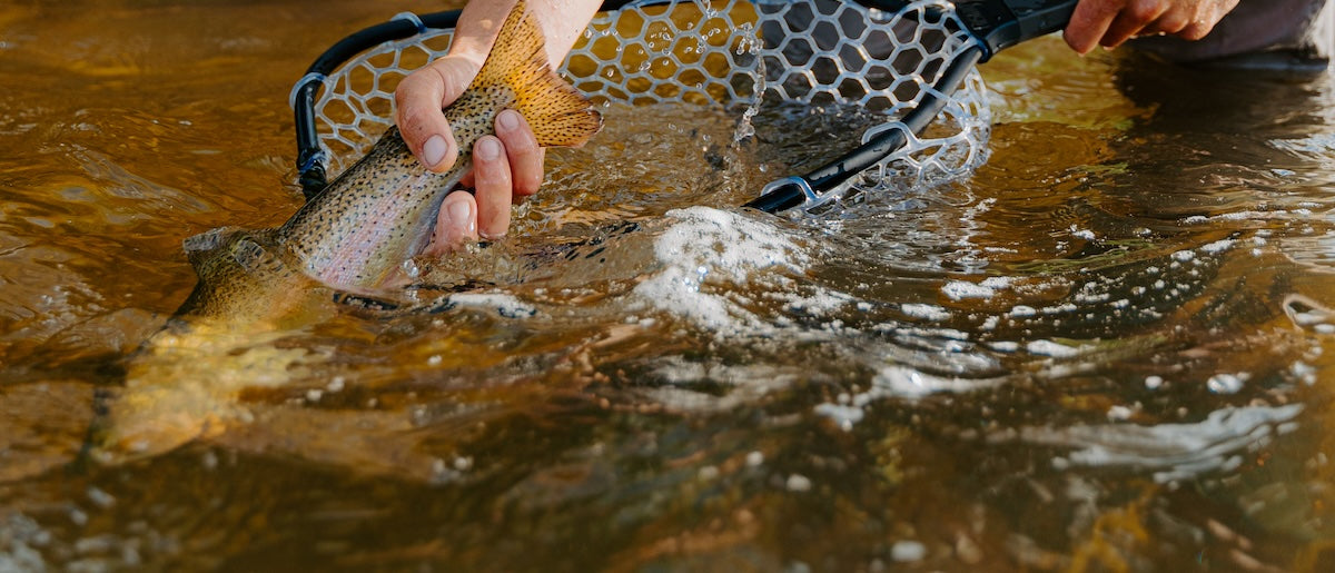 Keep Fish Wet