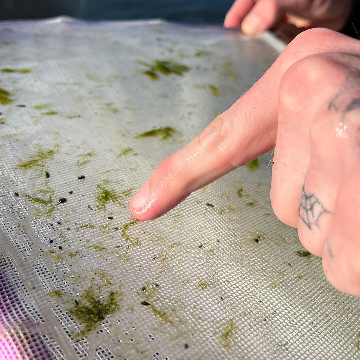 Bugs on Seine